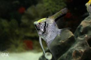 Silver And Black Angel Fish
