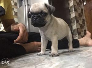 Silver Fawn Pug 40 days only