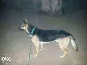 Single cote german shaped dog male one year dog