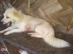 Spitz mother 2.5 yrs old at low price..interested