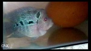 Super red dragon flowerhorn male&female fishs.low price
