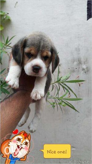 Superb quality have bone beagel puppy available