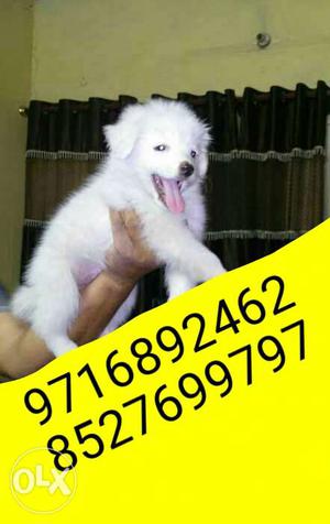 Suprrrrr white ** Pomerian puppies and many more