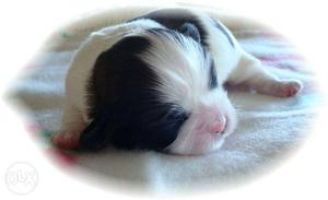 Tea cup shih tzu female puppy available with kci