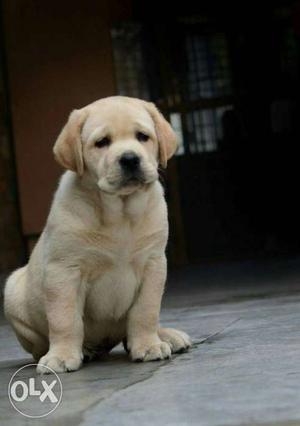 Top combination mother American line father female puppy