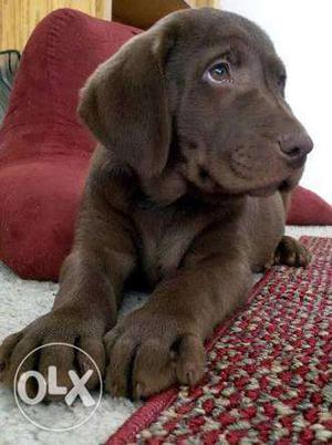 Top quality choclate colour lab high breed