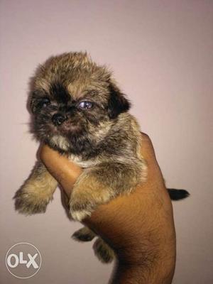 Toy size Lasha apso puppies for sale