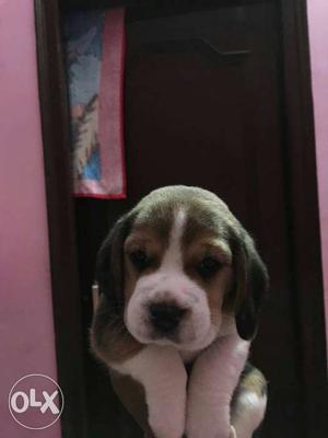 Tri colour beagle pups for loving homes..