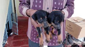 Two Black-and-brown Shot Coated Puppies