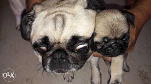 Two Fawn Pug And Puppy