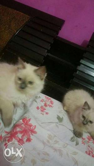 Two Himalayan Cats Off White in colour 5 months