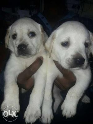 Two Short-coated White Puppies