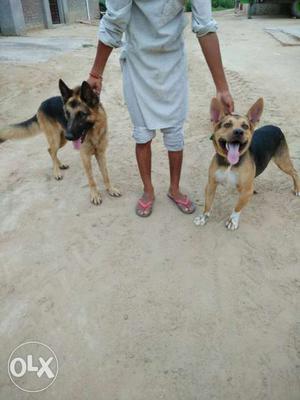 Two Tan And Black German Shepherd Dogs