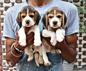 Two Tricolor Beagle Puppies