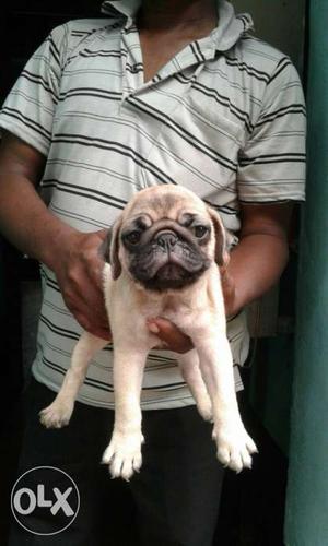 Two months pug female avalable to sell.