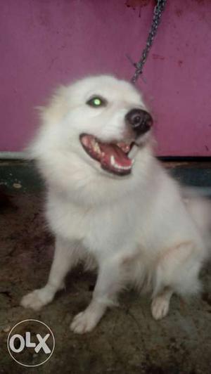 Two years old white Pomeranian Male dog for sale