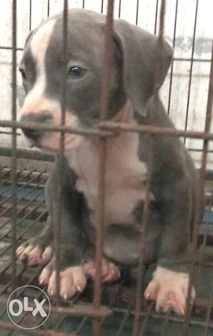 Ultimate quality american bully female pup