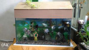 Urgent sale. Fish and tank for sale. 2x1x1 5mm tank, filter,