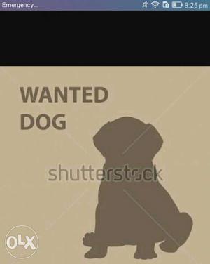 Urgently required single coat GSD male puppy.eit