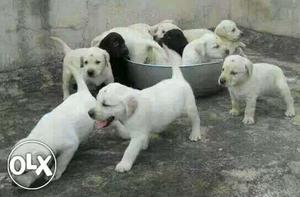Vaccinated show quality lab puppies available