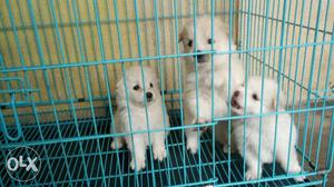 Very good quality pom male and female puppy