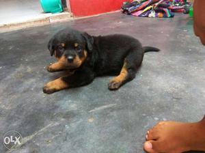 Very super Rottweiler pups available