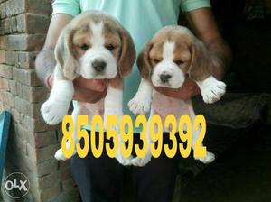 Very superb quality Beagle pups for sell sellling