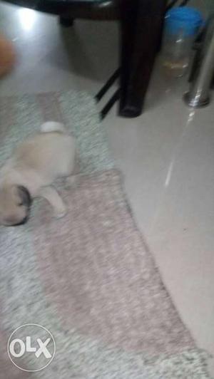 Wanted 1.5 month old female pug kci certificate