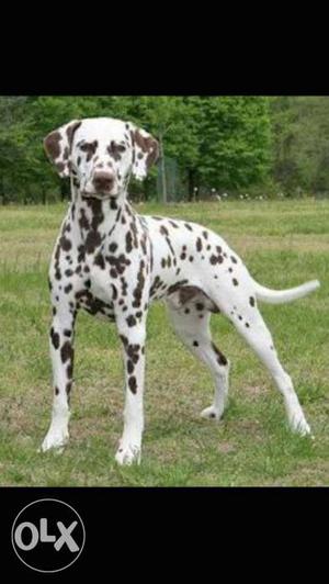 Wanted dalmatian male for mating plz contact