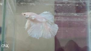 White And Pink Full-tail Betta Fish