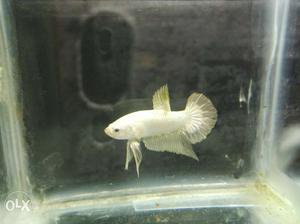 White Betta fish, AAD quality