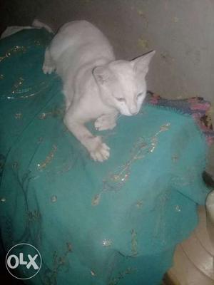 White Cat In Jamkhed