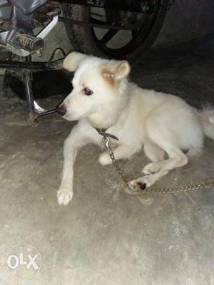 White Dog In Gorakhpur