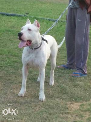 White Dogo Argentino Dog