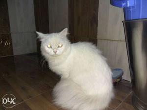 White Persian cat female blue eyes