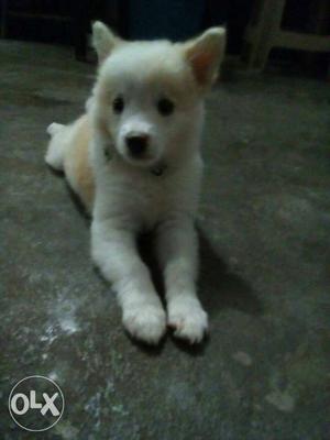 White Shiba Inu Puppy