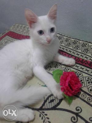 White kittens mail femail with blue eyes 4months old indian