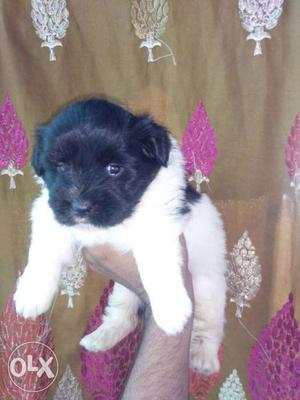 Wirehaired Black And White Puppy