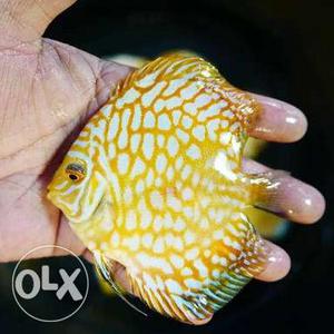 Yellow And White Scaled Fish
