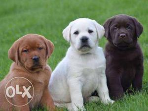 Yellow, Black, And Chocolate Labrador Retriever Puppy Litter