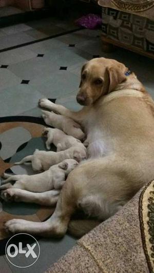 Yellow Labrador Retriver And Liter Of Yellow Puppies