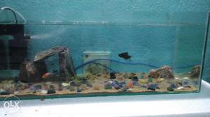  inch aquarium with fishes, filter and