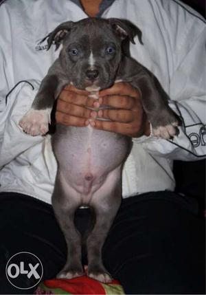 six Black and blue pup