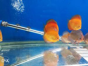 12 malaysian Discus for Sale