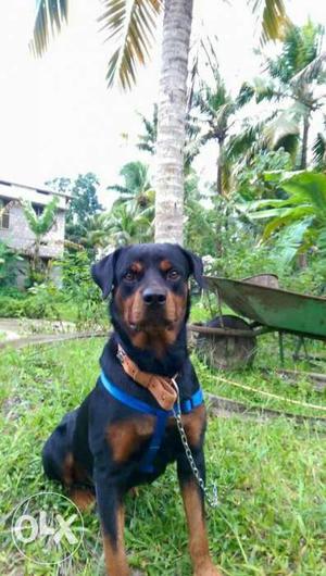 1yr old female Rot Weiler for sale or exchange.