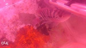 2 Flowerhorn fishes female 6inc second is 4 inch Very will