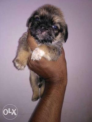 2 Lasha apso female puppy for sell mor