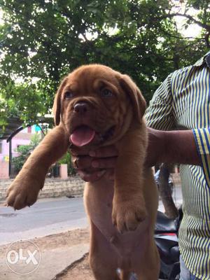 2 months old french mastiff puppy available for