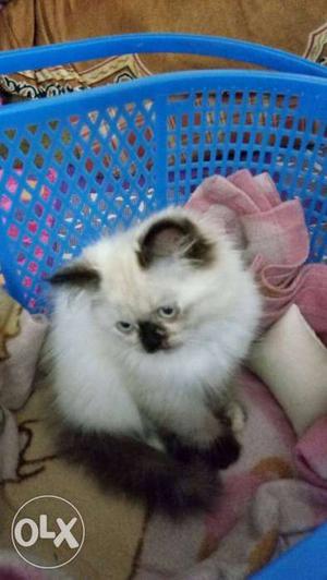 2 months old persian himalyan kitten available male