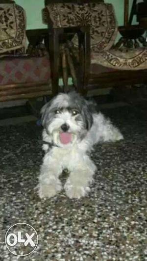 2 year old Lhasa apso female available
